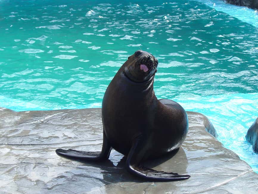 Puerto Plata Ocean World Tickets - Snorkeling in the Tropical Reef Aquarium: what it feels like