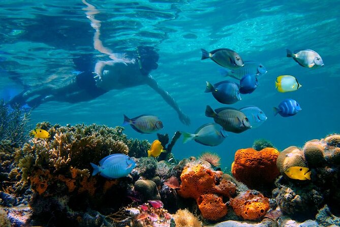 Short Excursion 4-Hour Party Catamaran and Snorkeling - Why This Party Catamaran Works So Well in Cabarete