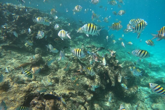 Short Excursion 4-Hour Party Catamaran and Snorkeling - Snorkeling in Sosua with a PADI Guide and Multiple Reef Lookouts