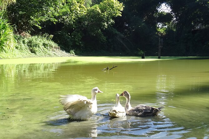 Taino Valley Tropical Park Puerto Plata Tubagua - Water, forest ponds, and feeding fish on the route