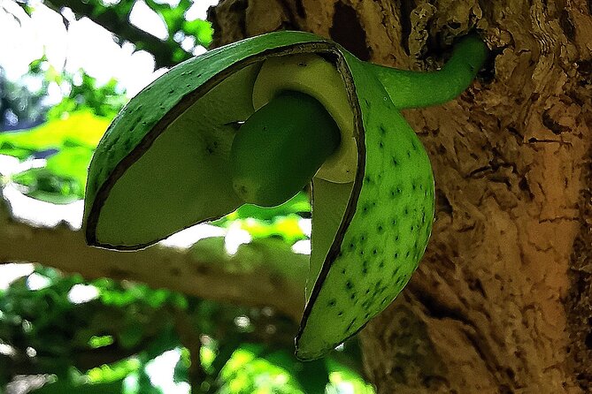 Taino Valley Tropical Park Puerto Plata Tubagua - Getting the timing right: how the day usually flows