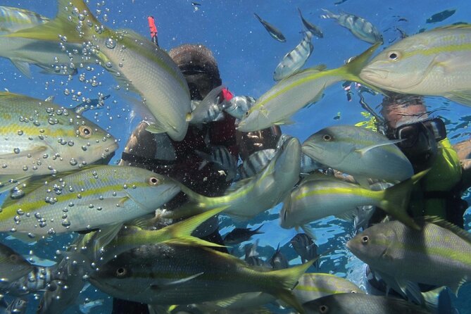 VIP Fascinating Boat Ride & Snorkeling at Sosua Bay - Stop 2 on the water: second swim time and coral reef focus