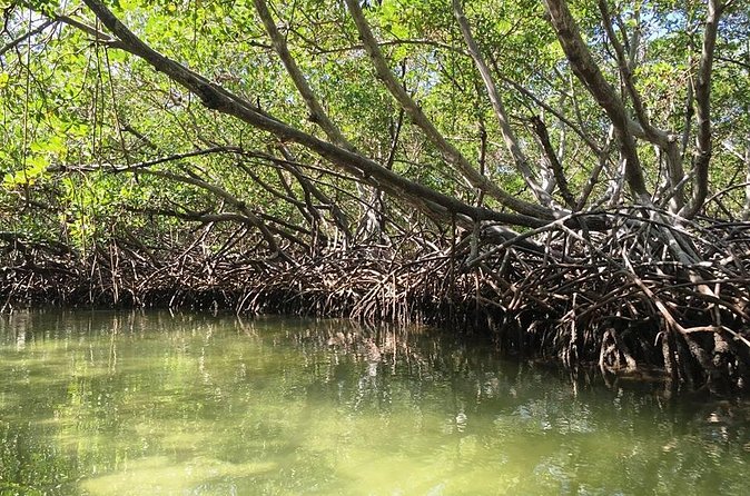 VIP tour to Paradise Island & The Mangroves - Monte Cristi mangroves: walking through a different kind of nature