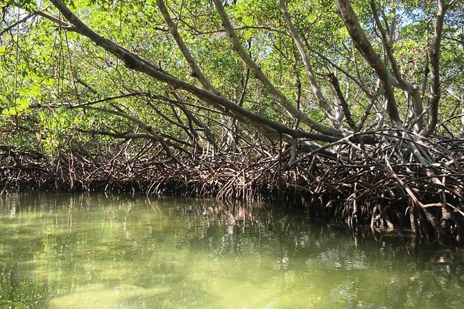 VIP tour to Paradise Island & The Mangroves - Who should book this VIP tour, and who should skip it