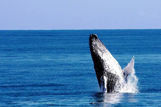 Whale Watching in Samana - Quick hits before you go