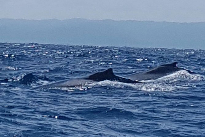 Whale Watching in Samana - The pickup route: Puerto Plata, Sosua, or Cabarete